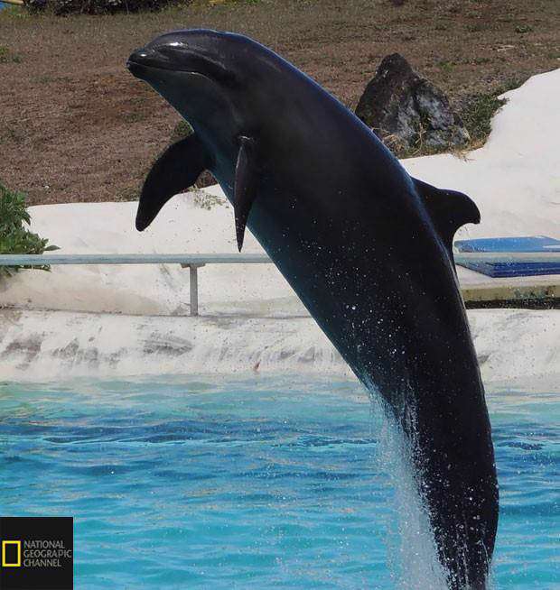 تصویری از ولفین ، یکی از کمیاب‌ترین حیوانات زمین که از جفت گیری نهنگ قاتل نر و دلفین پوزه بطری متولد میشود